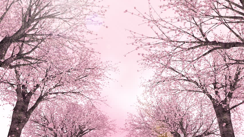 Moving forward through the rows of cherry trees , pink Royalty-Free Stock Footage #1099616197