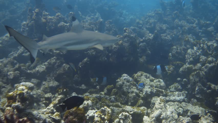 Blacktip reef shark swimming over bleached coral reef