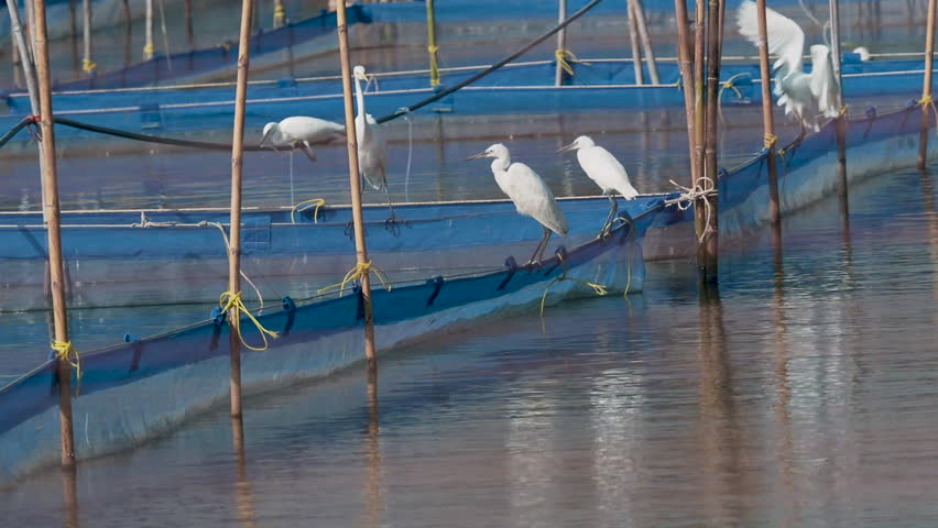 Egret bird looking for prey in cage