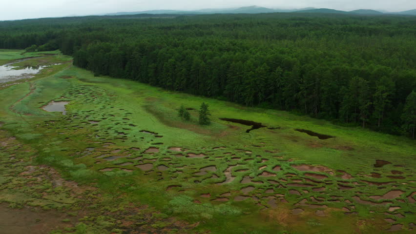 Swampy terrain on the shore against the background of green forest and low mountains in cloudy weather.