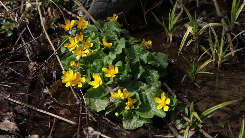 Beautiful yellow flowers grow in the lake, river, swamp. Grey, brown background. Various marsh plants. The bee flies near the flowers.