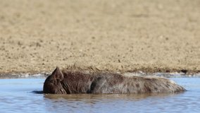 An alert spotted hyena (Crocuta crocuta) wallowing and drinking water, Kalahari desert, South Africa