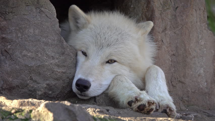 White wolf sleeping in the rocks, 4k | Shutterstock HD Video #1099626015