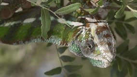 Vertical video, Close-up of bright green chameleon hanging down swaying on thin tree branch among green leaves on sunny day. Panther chameleon (Furcifer pardalis). bottom view