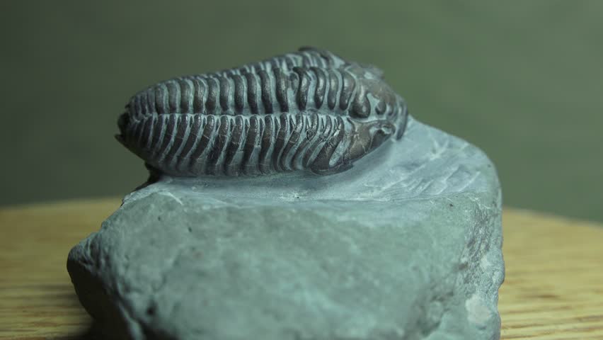 Rotating gray screen.  Trilobite fossil specimen. Fossil from the Upper Ordovician of Ohio. Flexicalymene Retrorsa, specimen,