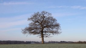 Time lapse of a solitary oak tree in a field on a cold winter day with blue sky. Hertfordshire, UK. - Powered by Shutterstock - Get 15% off with code: PIKWIZARD15