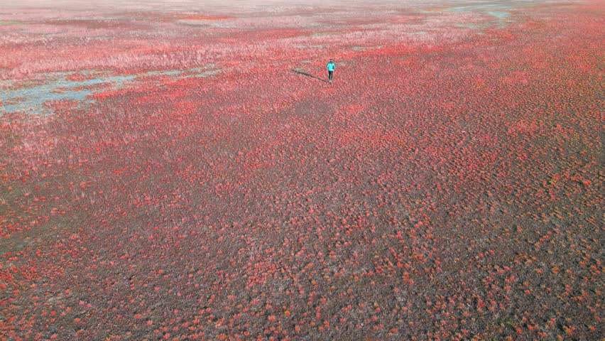 A man in a pink landscape-planetary exploration concept