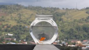 Video of a glass jar filled with water and an ornamental goldfish (Carassius auratus auratus) and placed in an open space.