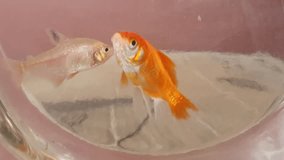 Video of a glass jar filled with water and an ornamental goldfish (Carassius auratus auratus) and placed in an open space.
