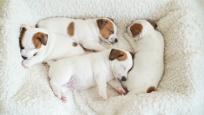 Newborn Puppy Sleeping on white plaid Royalty-Free Stock Footage #1099630903