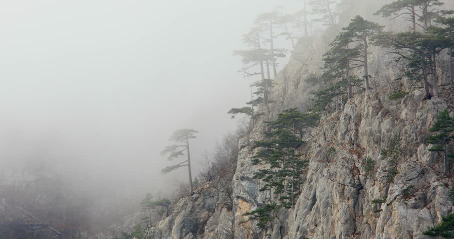 Pine trees on a rock in the fog. Mist on the mountainside. wild nature of montenegro. atmospheric scene. High quality 4k footage
