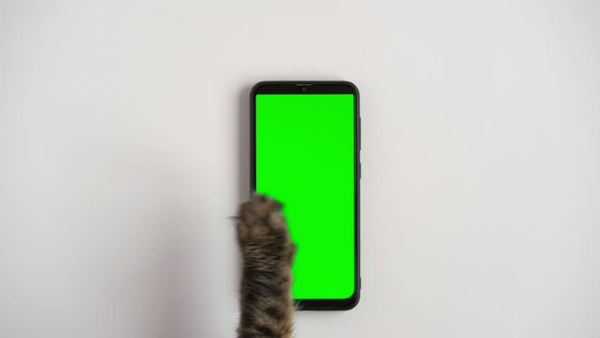 Cat paw touching, clicking, tapping and swiping phone with chromakey screen. Feline Paw typing smartphone with green background. Close-up. Chroma key vertical mock up for advertising. Cat using phone | Shutterstock HD Video #1099635645