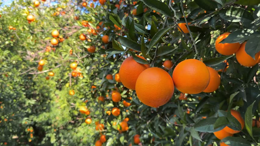 Juicy ripe oranges fruit branch of the orange tree in the garden. Royalty-Free Stock Footage #1099636159