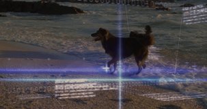Animation of data processing over dogs at beach. animals and digital interface concept digitally generated video.