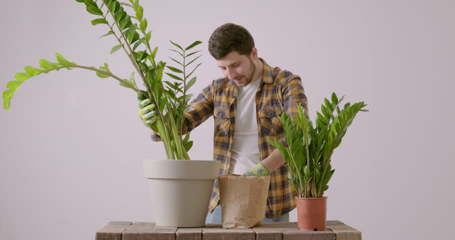 Male gardener replanting Zamioculcas flower in a larger pot. Young florist in the process of replanting house flowers. The young man puts fertile soil in the pot with the help of gloves. | Shutterstock HD Video #1099642521