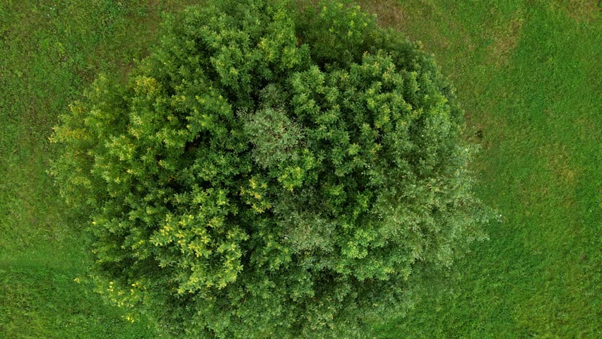 Top view alone tree on the green field. Aerial view. Green landscape