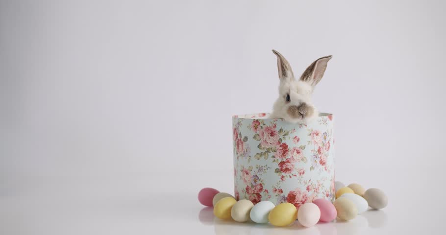 Collage from many footage for Happy Easter Concept. Little Bunnies on isolated Background with many coloured eggs. Happy Easter day. Funny Cute fluffy rabbit, Design Happy Easter Concept. Royalty-Free Stock Footage #1099645245