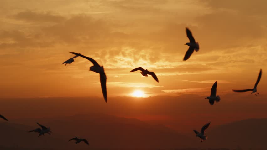 Flying Bird Seagulls in Sunset Light