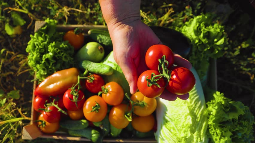 Hands of farmer showing colorful tomatoes vegetables in a box. Agriculture worker examining organic local crops from farm. I deliver only organic tomatoes. Farmer Hands Holding A Handful  | Shutterstock HD Video #1099647155