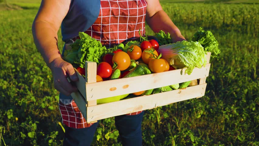 Female farmer hands with a box of fresh vegetables walks along her field. Healthy Eating and Fresh Vegetables. natural food agriculture concept farmer walk home after harvesting at sunset. farmer  | Shutterstock HD Video #1099647179