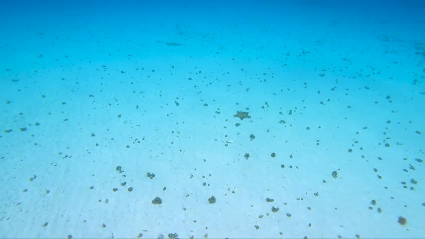 Starfish deep blue ocean on tropical sand beach | Shutterstock HD Video #1099649763