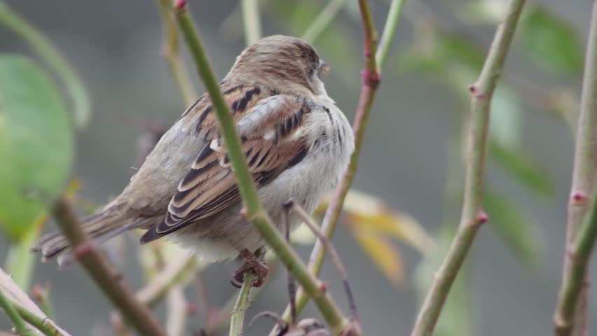 Close-up of a common sparrow sitting and flying off a branch.