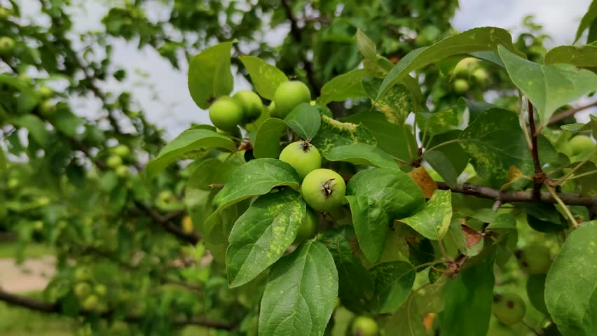 Group of small unripe green apples hangs on swaying tree branch in a summer day. Soft focus. Close-up view. Organic food theme. | Shutterstock HD Video #1099654441