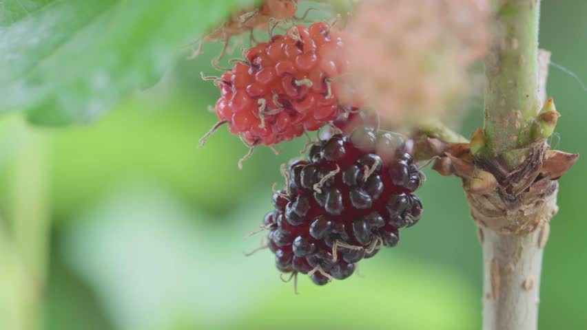 Close up organic fresh mulberry on plant