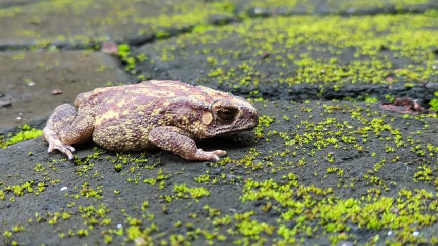 a panning shot of a fat toad with a fast heart beat laying on the ground with grass patches