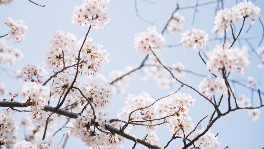 Cherry blossomes concept. Japanese sakura. Hanami. | Shutterstock HD Video #1099662615