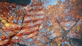 Animation of autumn leaves falling over flag of usa and trees. American patriotism, seasons, fall and passing by concept digitally generated video.