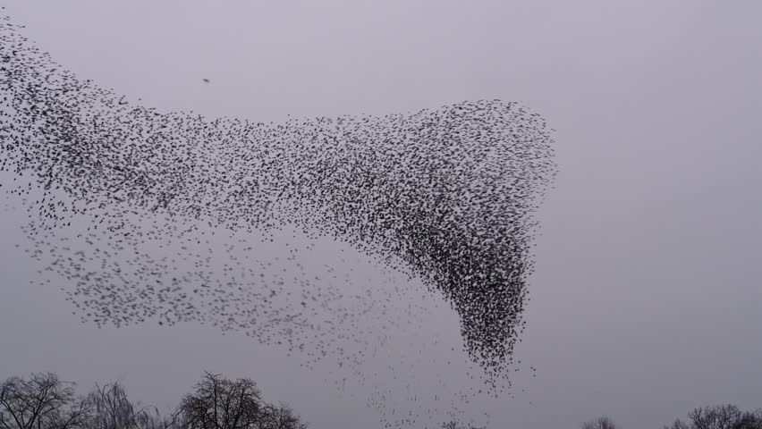 Starling birds murmuration in an overcast sky at the end of the day. Huge groups of starlings in the sky that move in shape-shifting clouds before landing in the trees for the night. | Shutterstock HD Video #1099663649