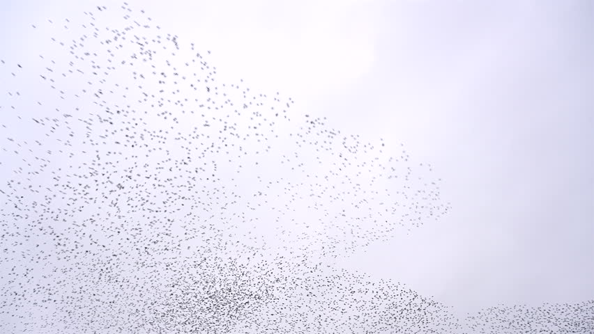 Starling birds murmuration in an overcast sky at the end of the day. Huge groups of starlings in the sky that move in shape-shifting clouds before landing in the trees for the night. | Shutterstock HD Video #1099663655