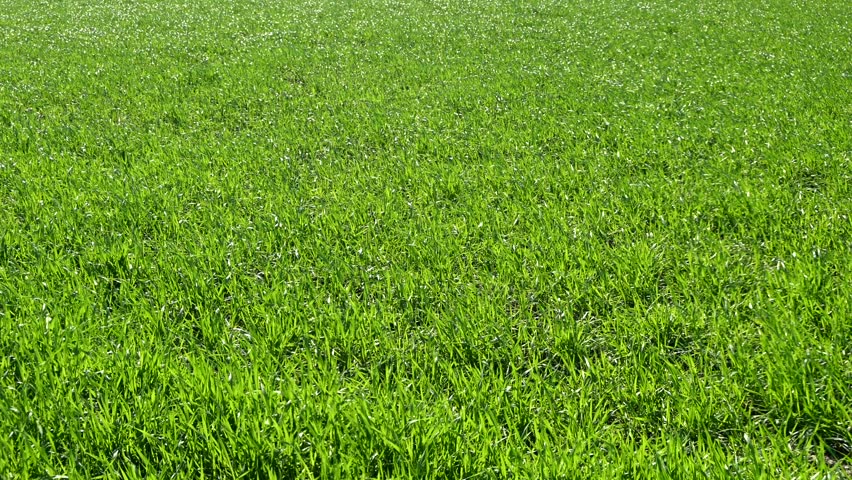 Green wheat field on a windy day | Shutterstock HD Video #1099664143