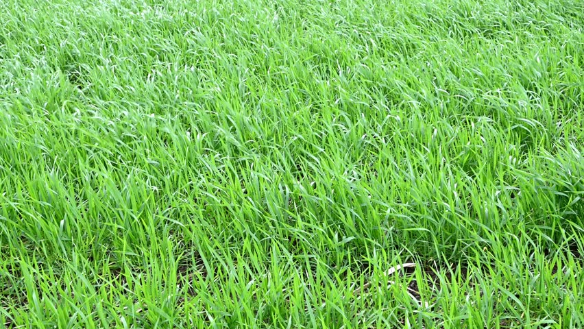 Green wheat field on a windy day | Shutterstock HD Video #1099664145