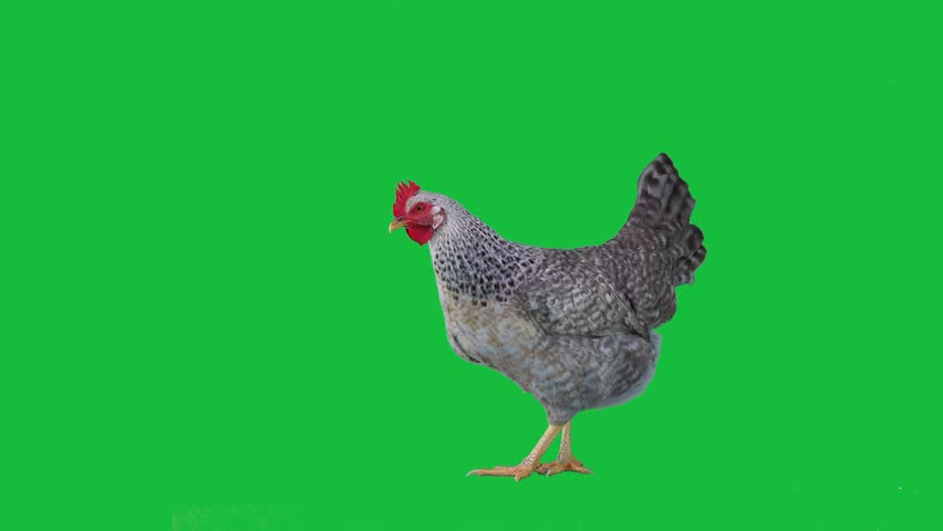 the chicken takes one step forward then back on a green screen