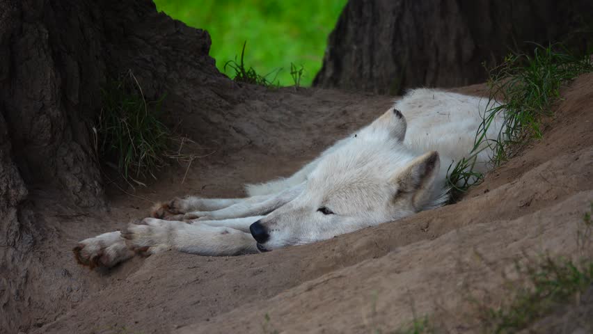 white polar wolf (canis lupus tundrarum) lies in natural habitat in summer 