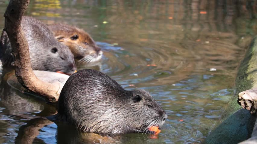 Nutria in the water eats vegetables. Natural habitat of otters and nutria. | Shutterstock HD Video #1099666561