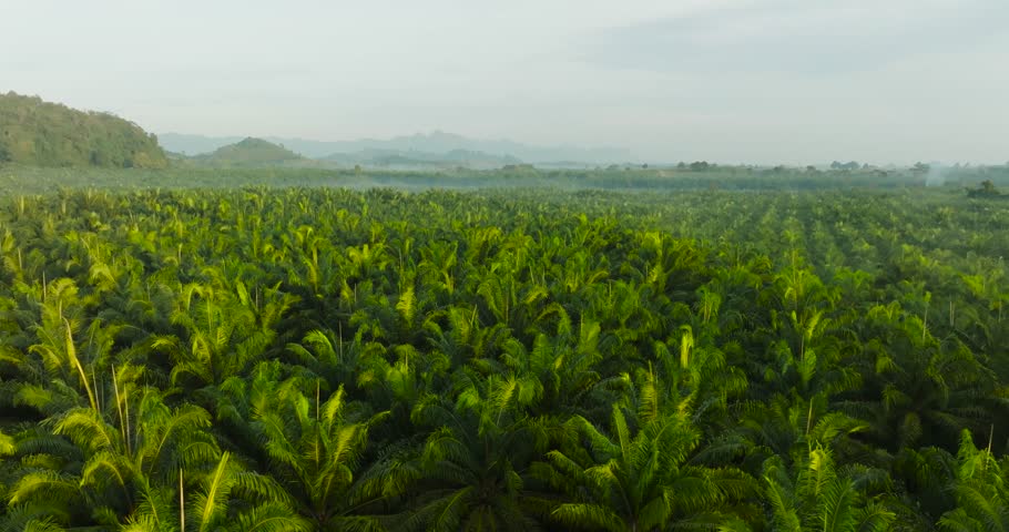Aerial view palm oil tree High quality video 4K | Shutterstock HD Video #1099667971
