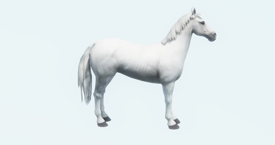 4k White Horse Foal Pet,silhouette,farm Stock Footage Video (100 ...