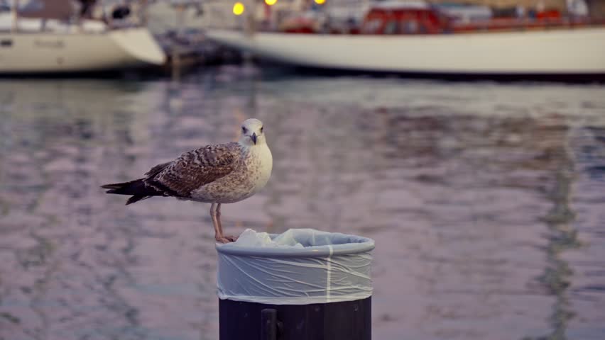 A seagull sits on a garbage can. | Shutterstock HD Video #1099672121