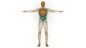 Human Digestive System Large Intestine Anatomy Animation Concept. 3D