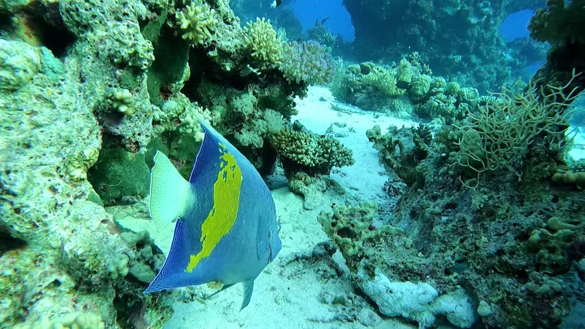 Yellowbar Angelfish or Arabian Angelfish or Pomacanthus maculosus at the bottom of the Red sea in Egypt, travel concept | Shutterstock HD Video #1099672923