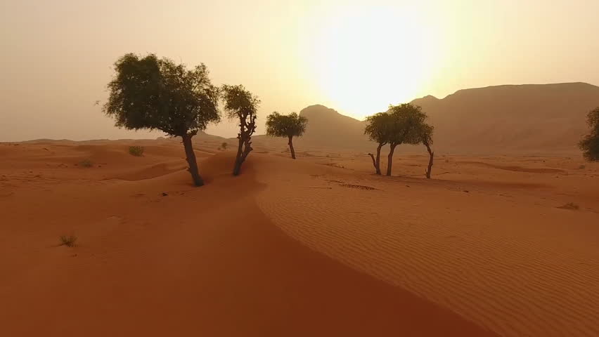 Gorgeous sunset aerial view with lone trees in the Sahara Desert, Saudi Arabia. Royalty-Free Stock Footage #1099674925