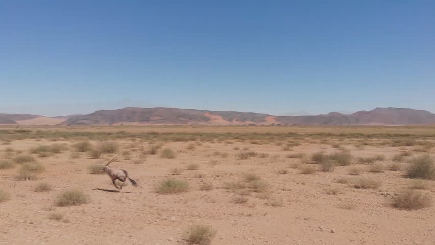 Endangered arabian oryxes (Oryx leucoryx) in Dubai Desert Conservation Reserve, United Arab Emirates. (aerial view)