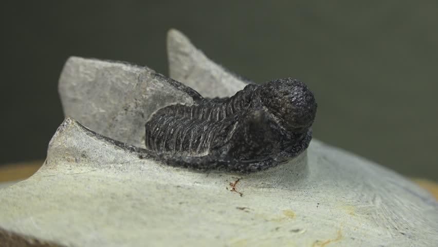 Fossil stone. Cyphaspis ps Moroccan trilobite specimen. Devonian Era. Rotating fossilized rock with gray background from the Devonian Era around 419 to 358 million years ago..