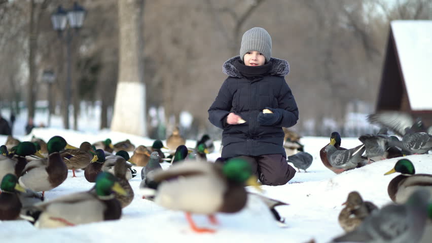 a boy sits on the snow and feeds ducks and pigeons with bread in winter Royalty-Free Stock Footage #1099679545