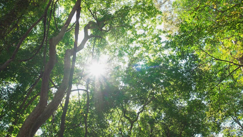 Sun rays break through foliage against sunny sky summer morning forest. Green jungle green trees leaves wind move sun slow motion shot. Trees woods timber tall top sunshine. Earth Day 2022. video 4k | Shutterstock HD Video #1099680141