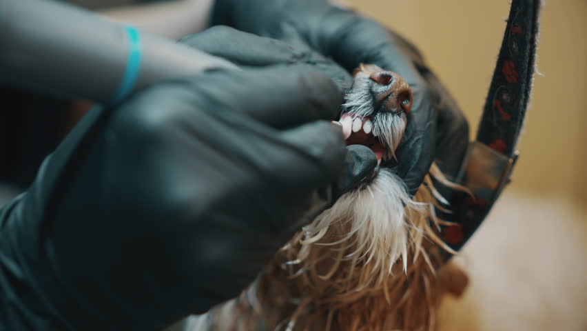 Professional dog dental care. Cleaning the animal's teeth. High quality 4k footage | Shutterstock HD Video #1099681645
