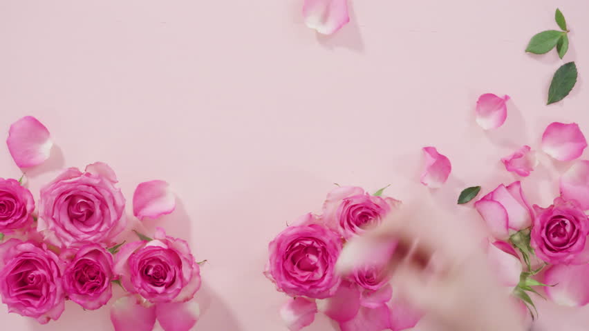 Flat lay. Pink roses and rose petals on a pink background. | Shutterstock HD Video #1099682331